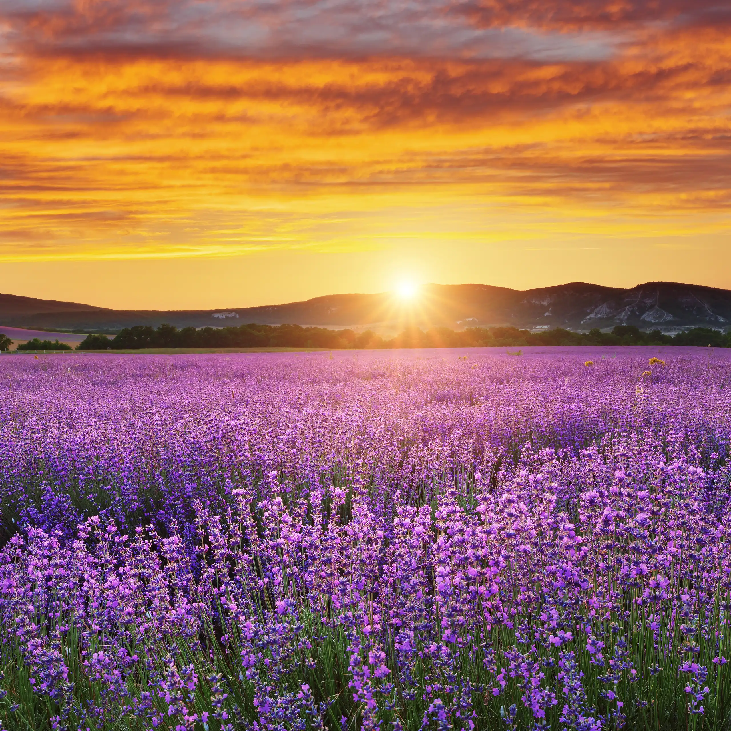meadow-of-lavender-at-sunset-2560x2560